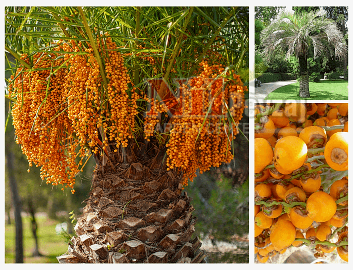 Butia capitata / Şarap Palmiyesi – Jöle Palmiyesi