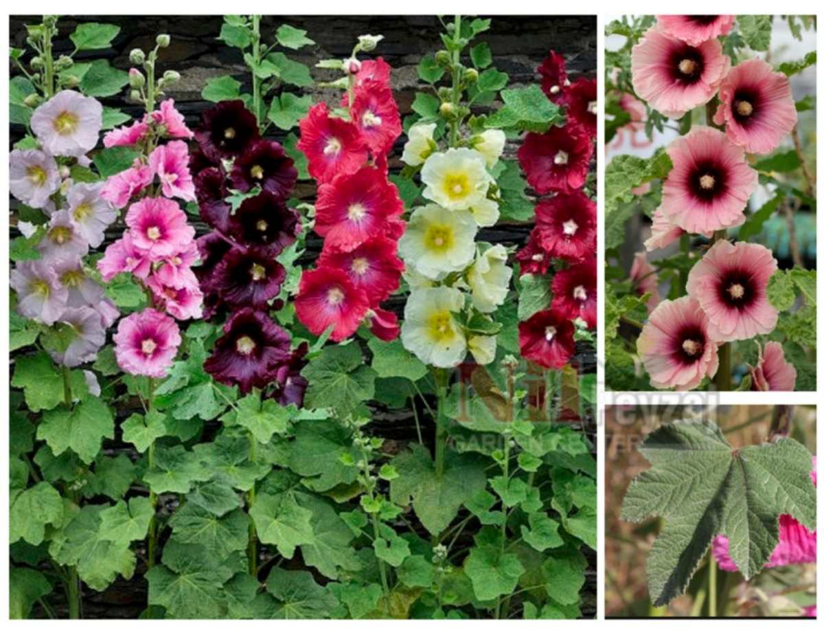 Alcea rosea/Gülhatmi