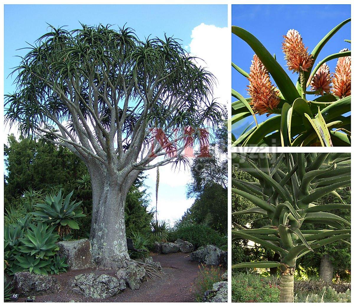 Aloe bainesii / Aloe Ağacı