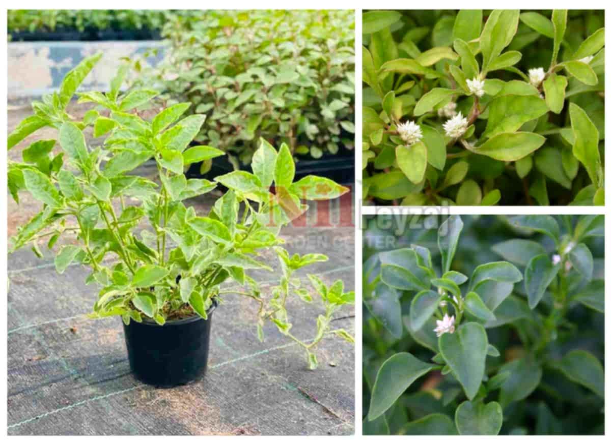 Alternanthera ficoidea ‘green’