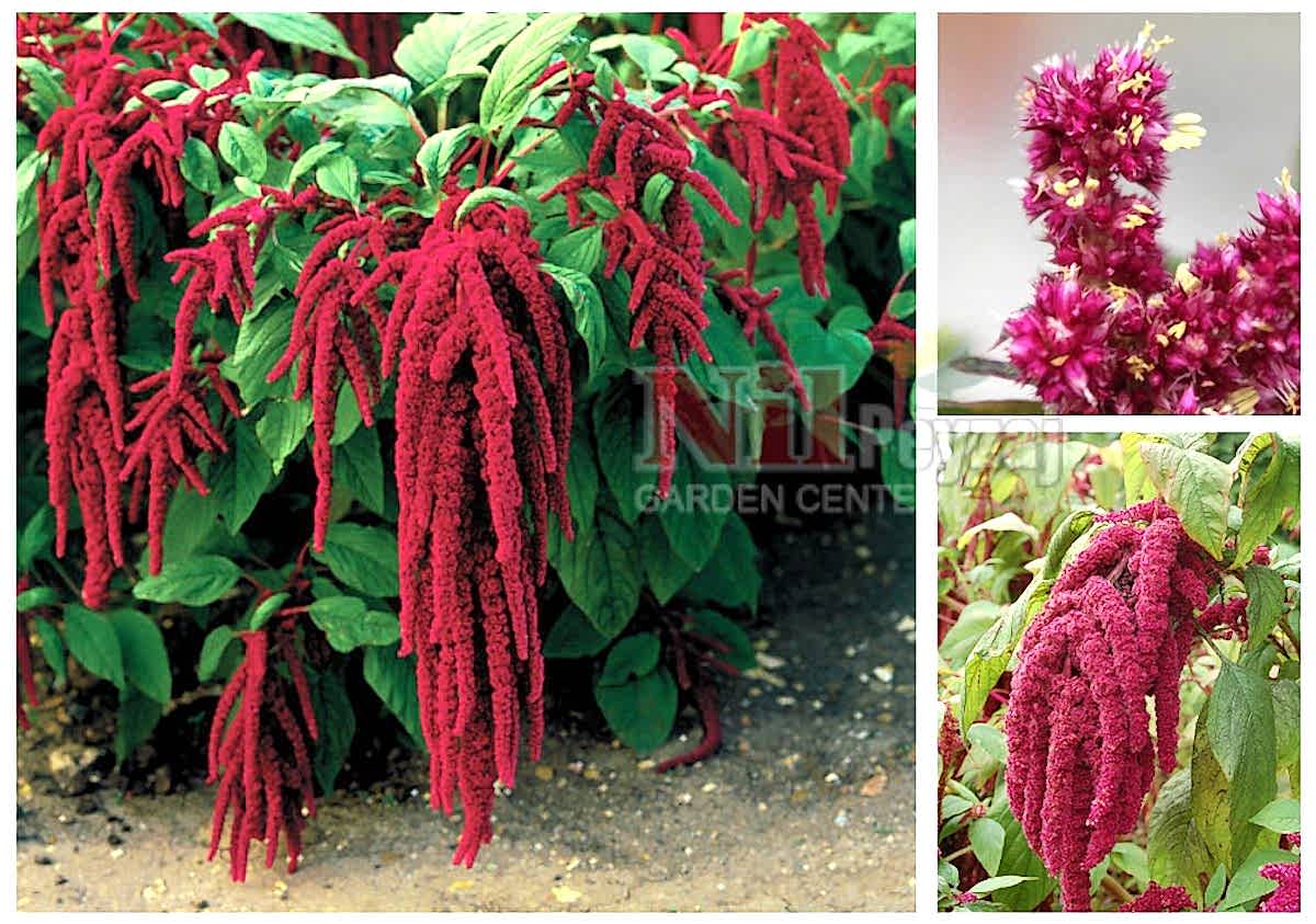 Amaranthus caudatus / Horozibiği