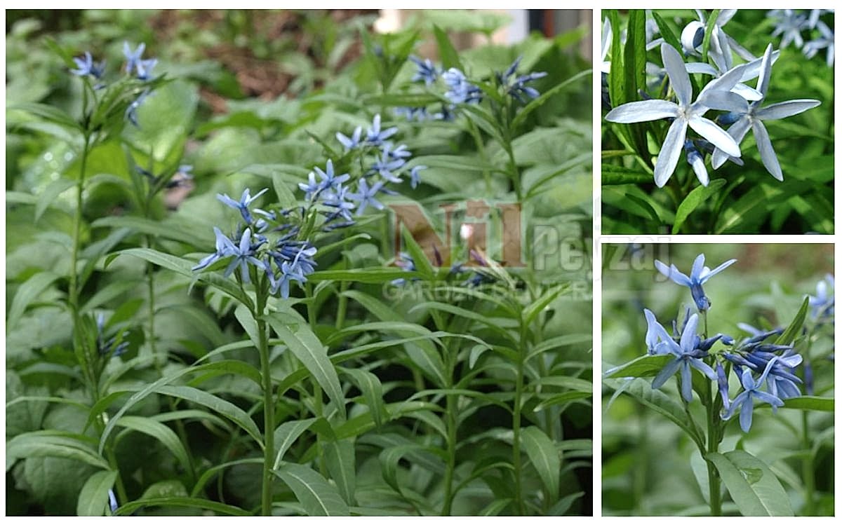 Amsonia elliptica / Mavi Yıldız