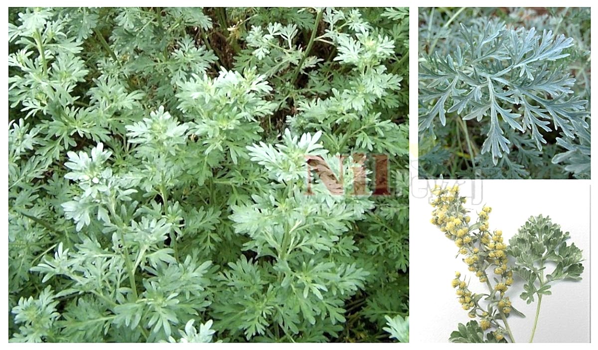 Artemisia absintihum / Pelin Otu