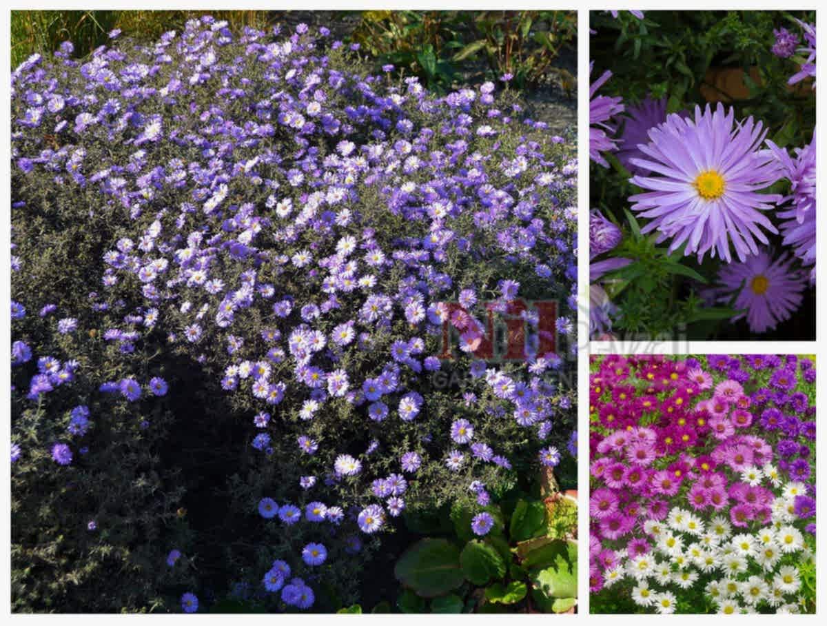 Aster novi-belgii / Yıldızpatı