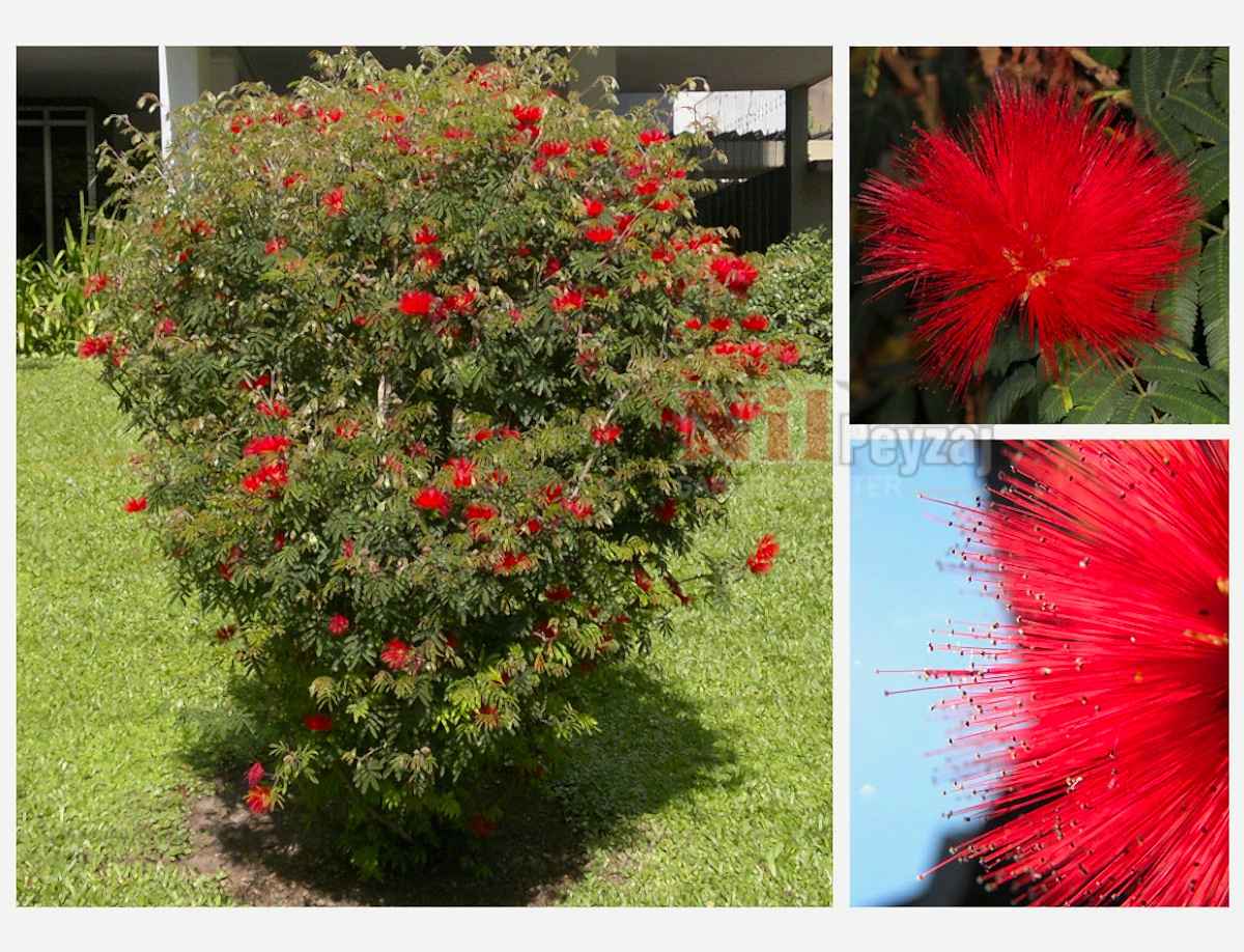 Calliandra tweedie