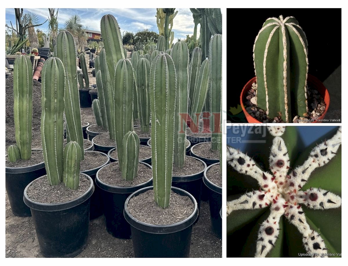 Pachycereus marginatus