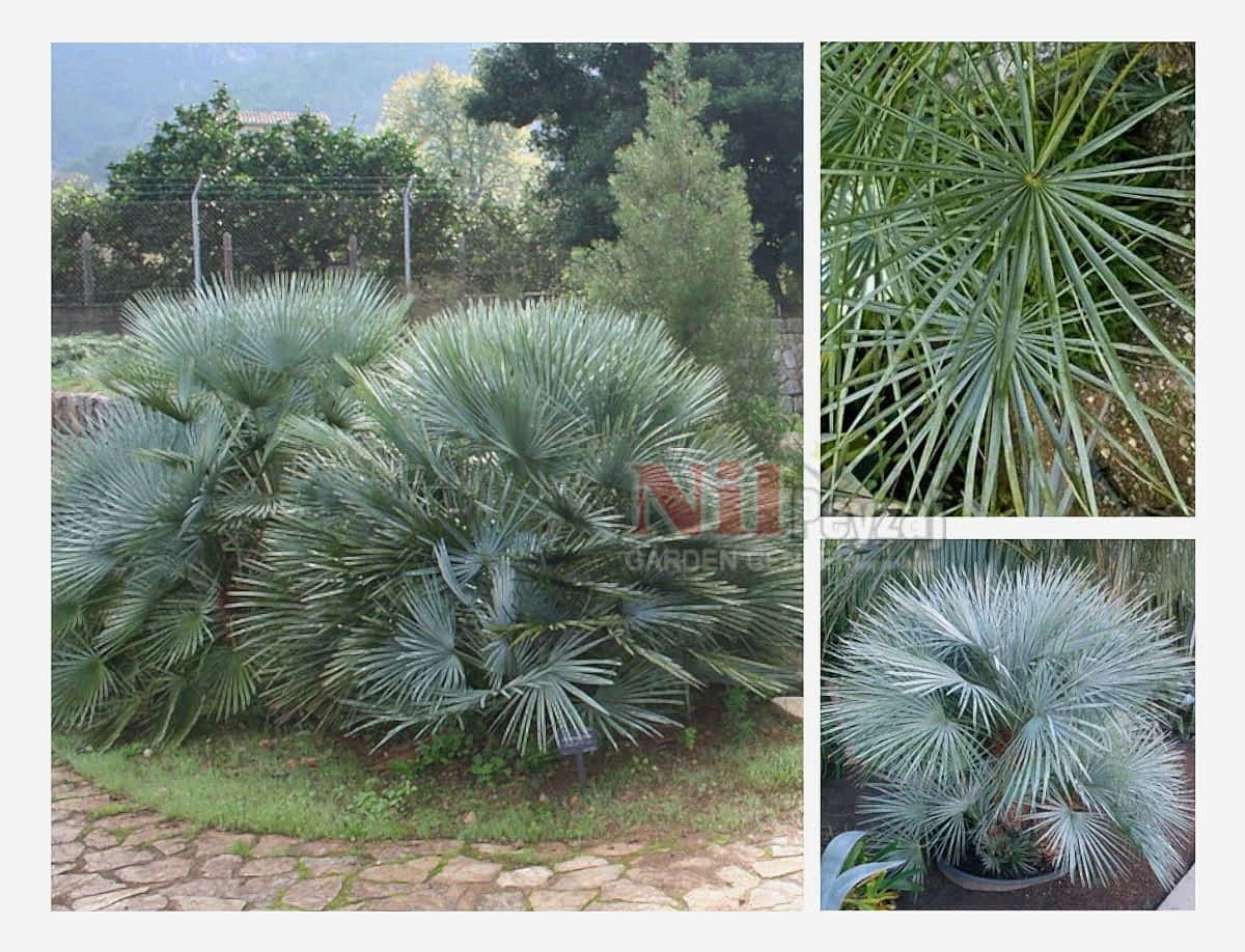 Chamaerops humilis var. cerifera / Mavi Akdeniz Palmiyesi