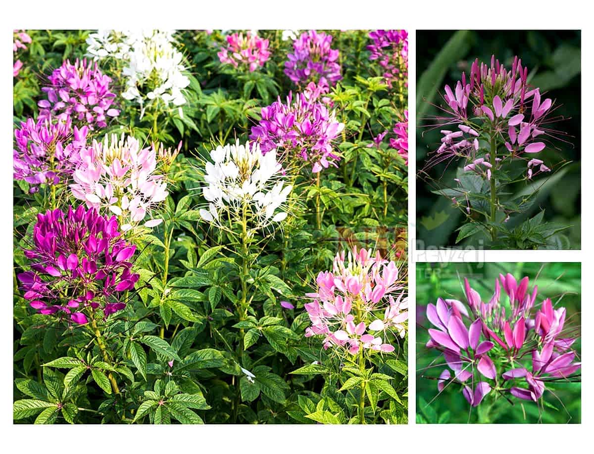 Cleome