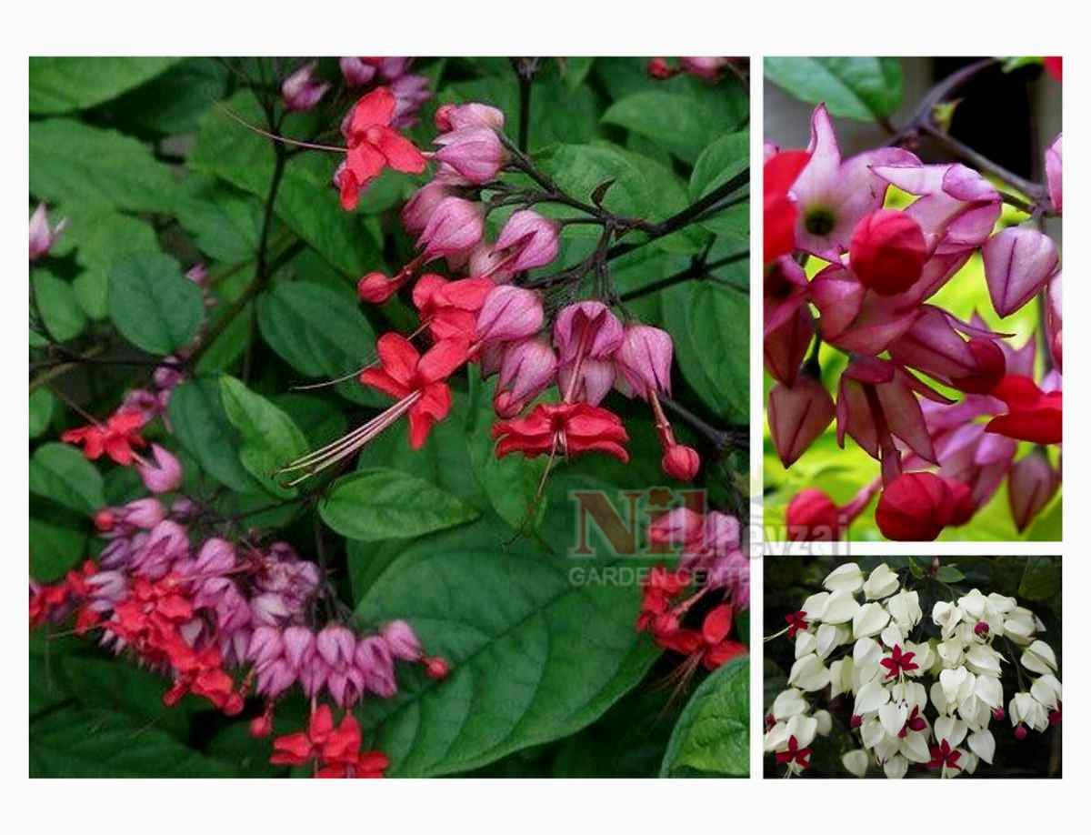 Clerodendrum thomsoniae / Kanayan Kalpler Sarmaşığı