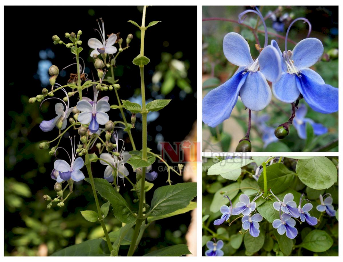 Clerodendrum ugandense / Mavi Kelebek Çalısı