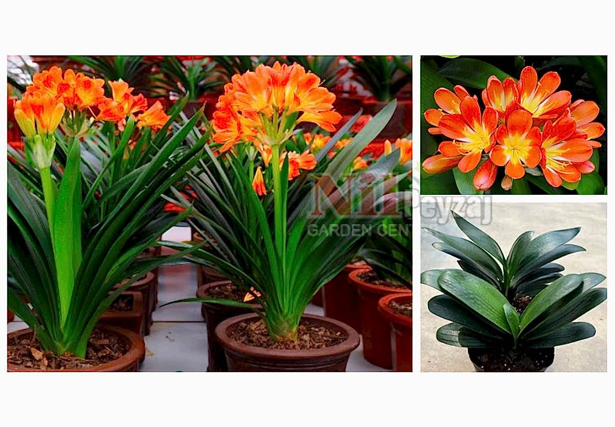 Clivia miniata / Klivya