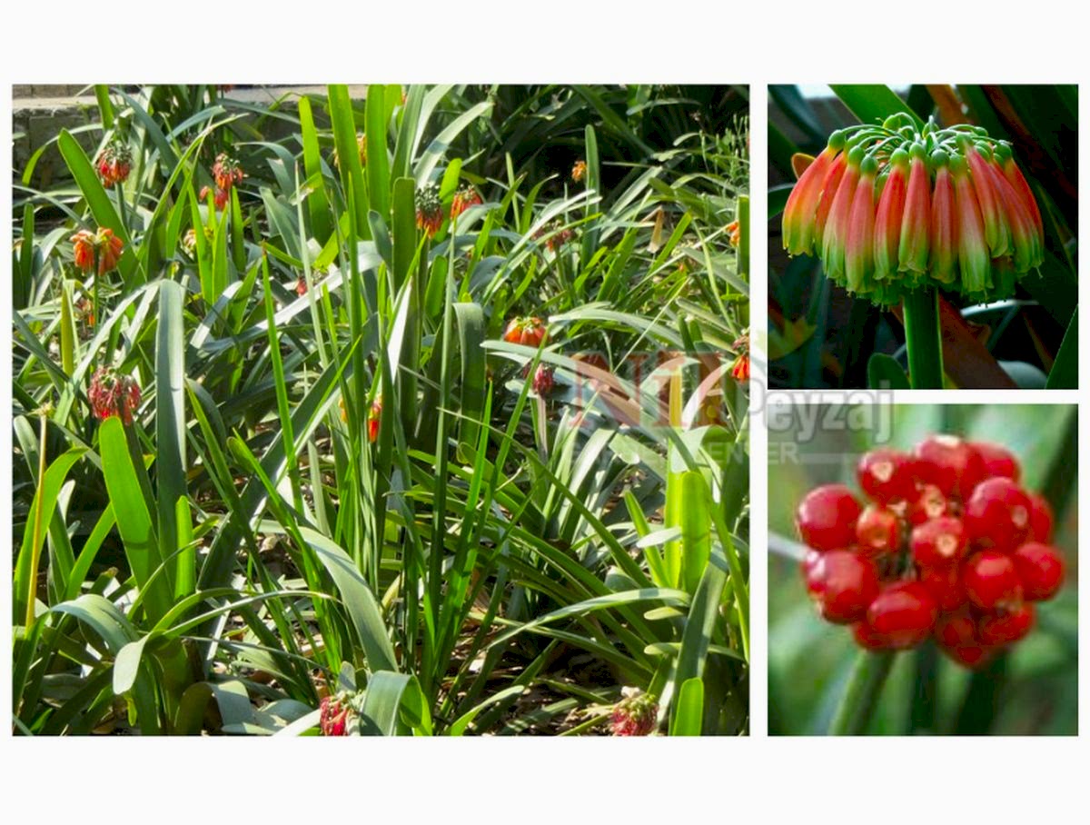 Clivia nobilis