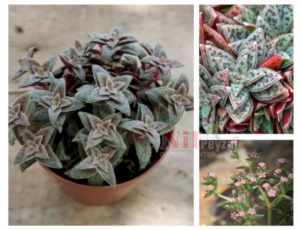 Crassula exilis