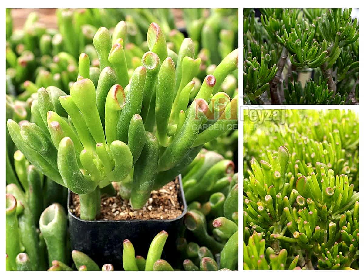 Crassula ovata ‘Gollum’ – Crassula Gollum (Shrek)