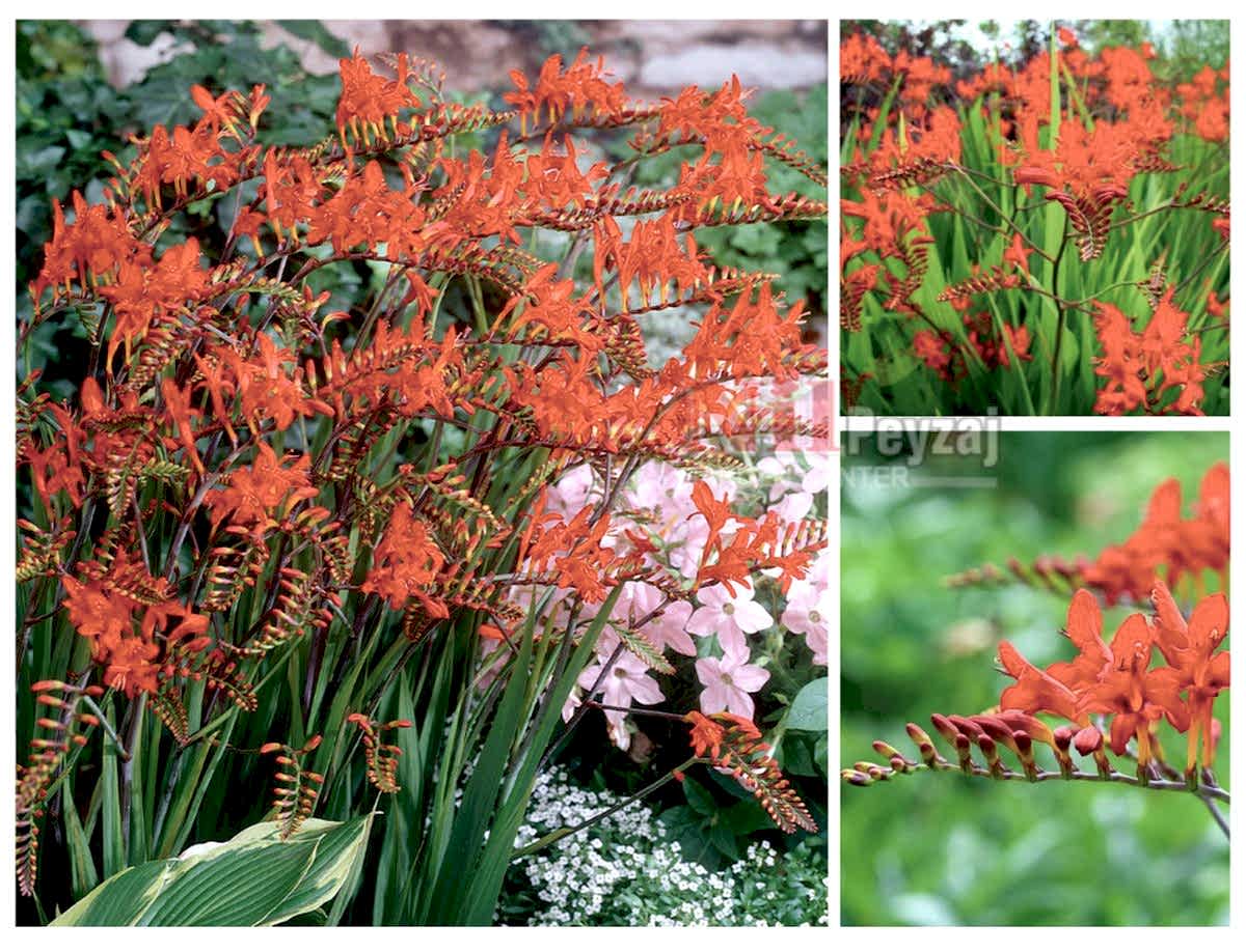 Crocosmia ‘lucifer’