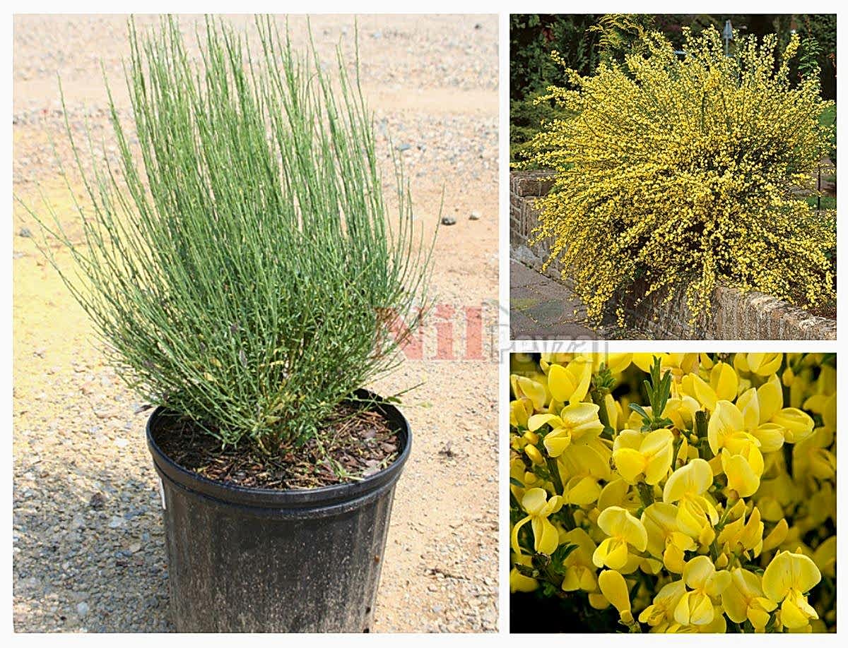 Cytisus praecox / Sarı Çiçekli Katır Tırnağı