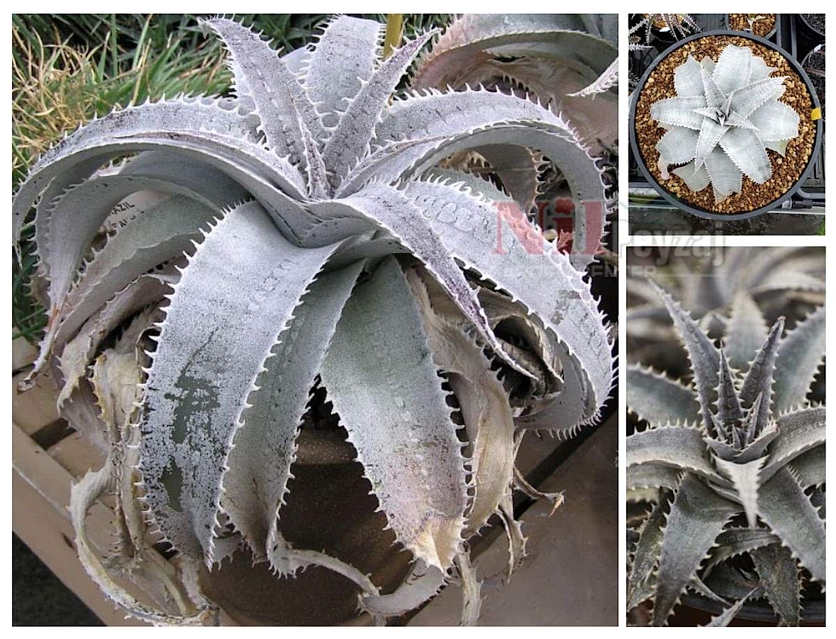 Dyckia marnier-lapostollei