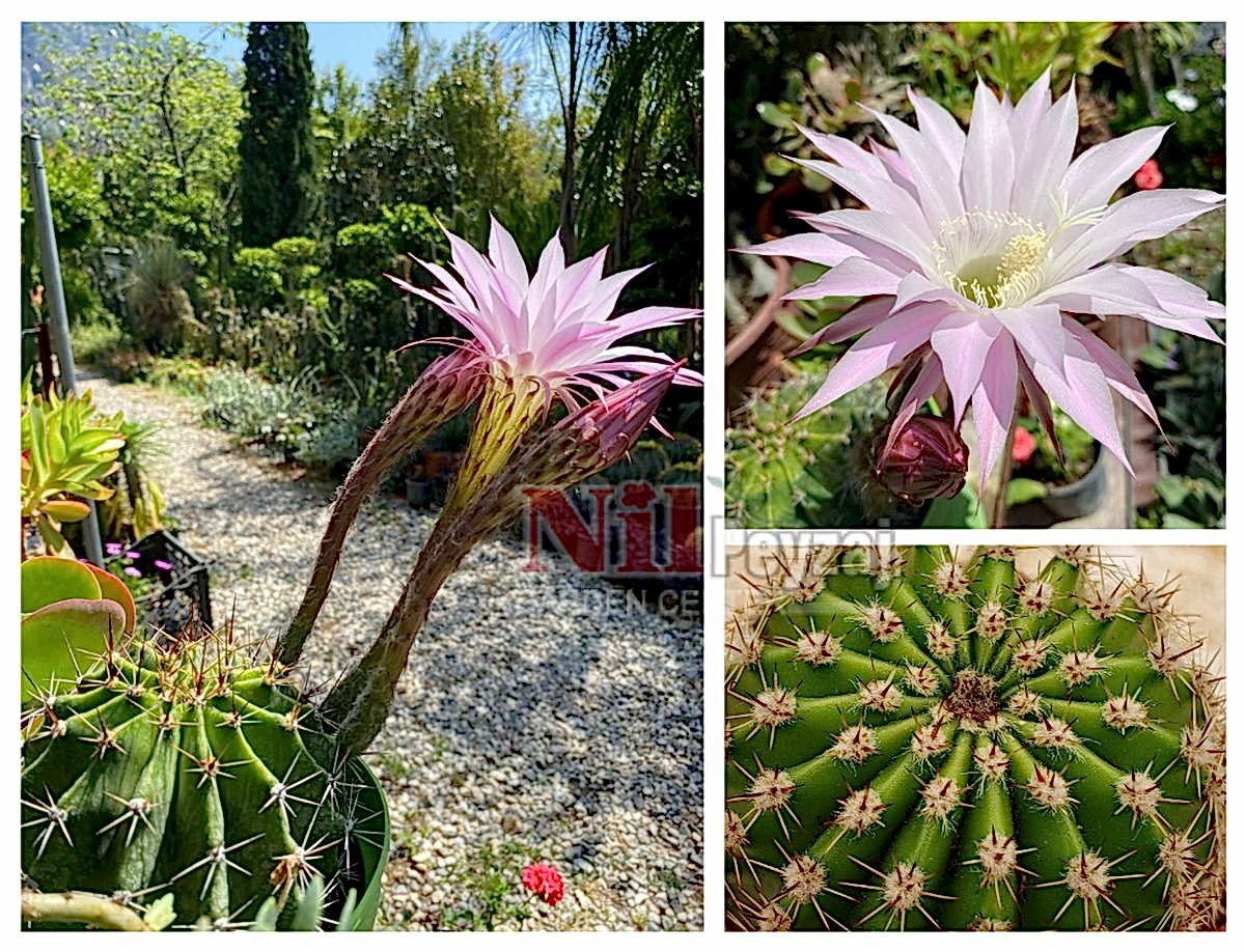 Echinopsis oxygona / Kaynana topuzu