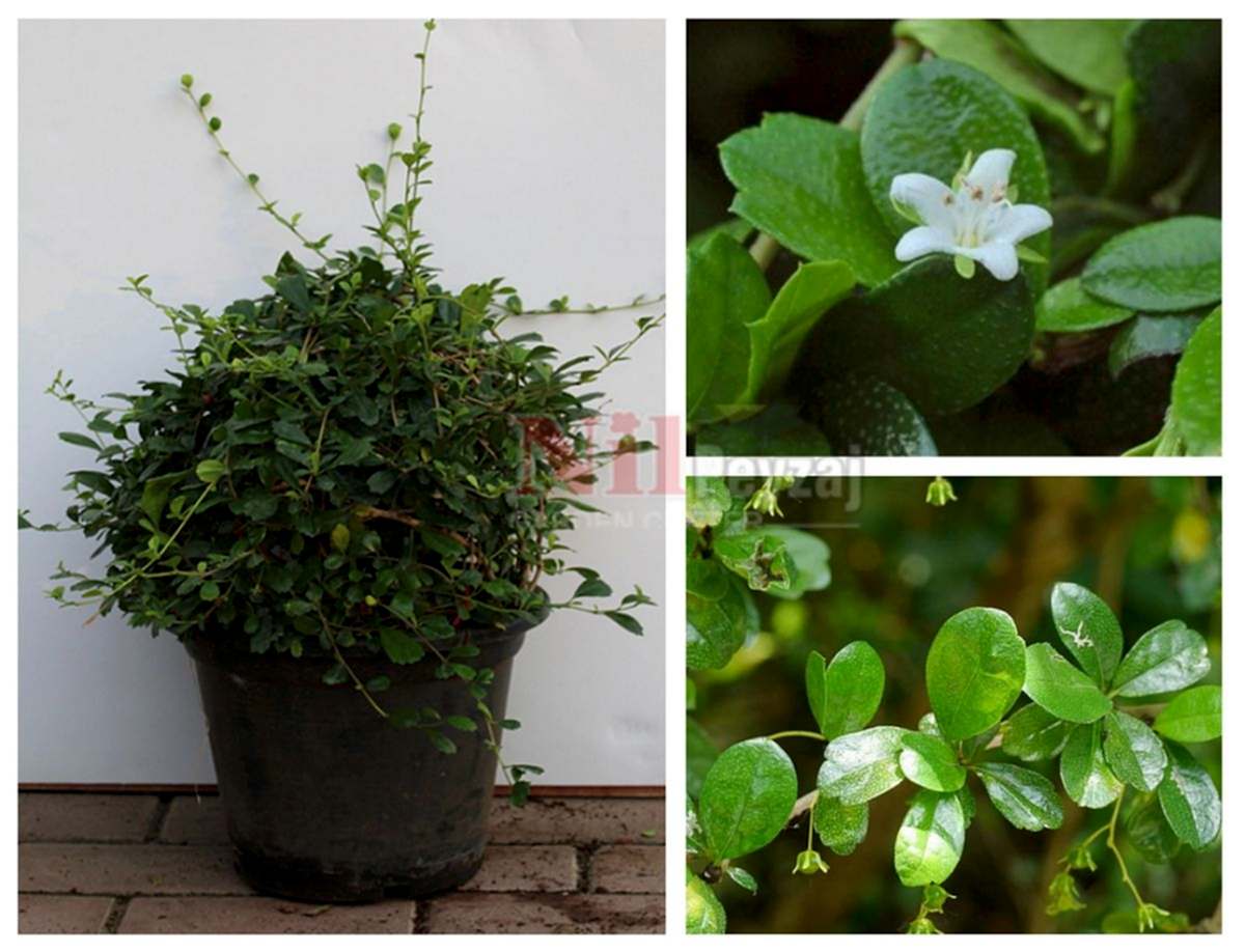 Ehretia microphylla / Fukien Çayı