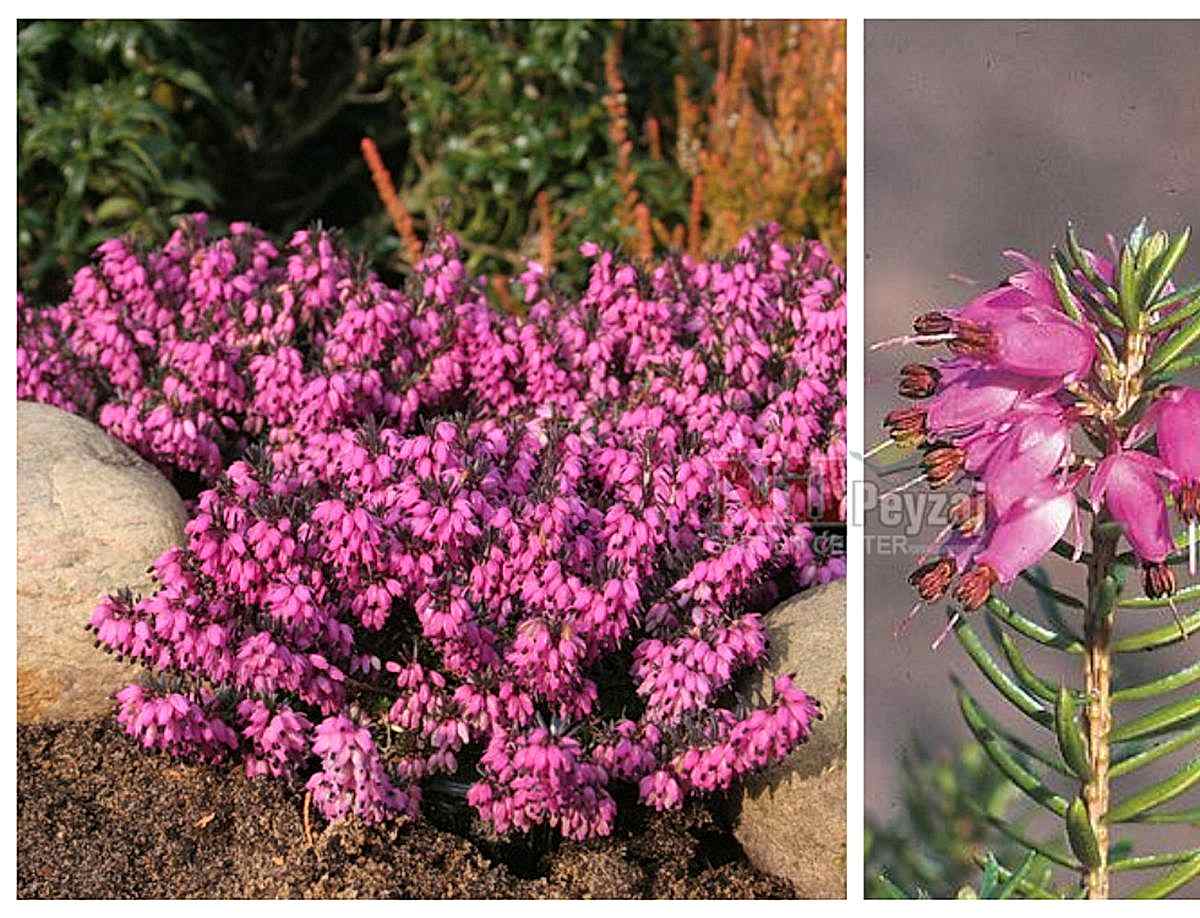 Erica carnea / Funda Çalısı