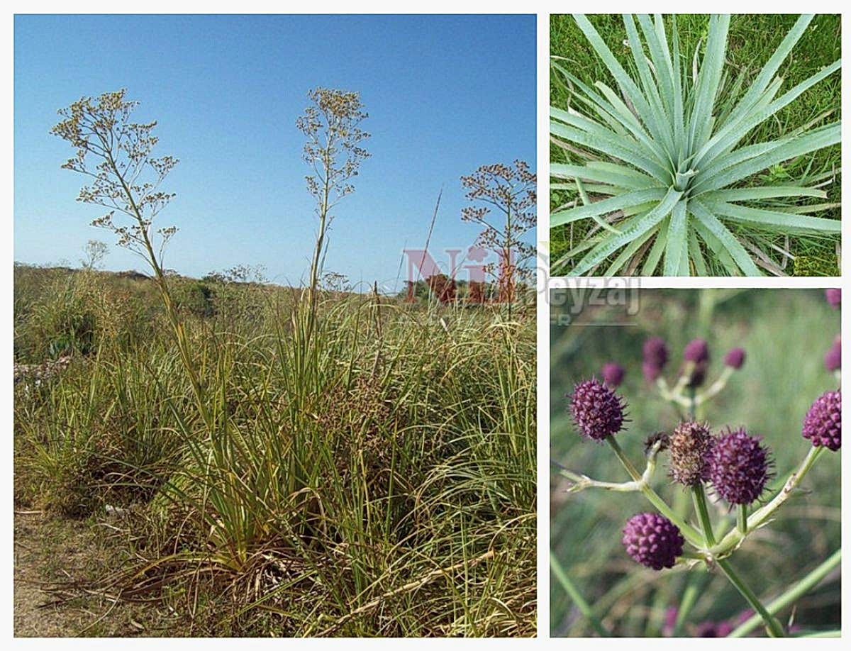 Eryngium pandanifolium / Boğa Dikeni