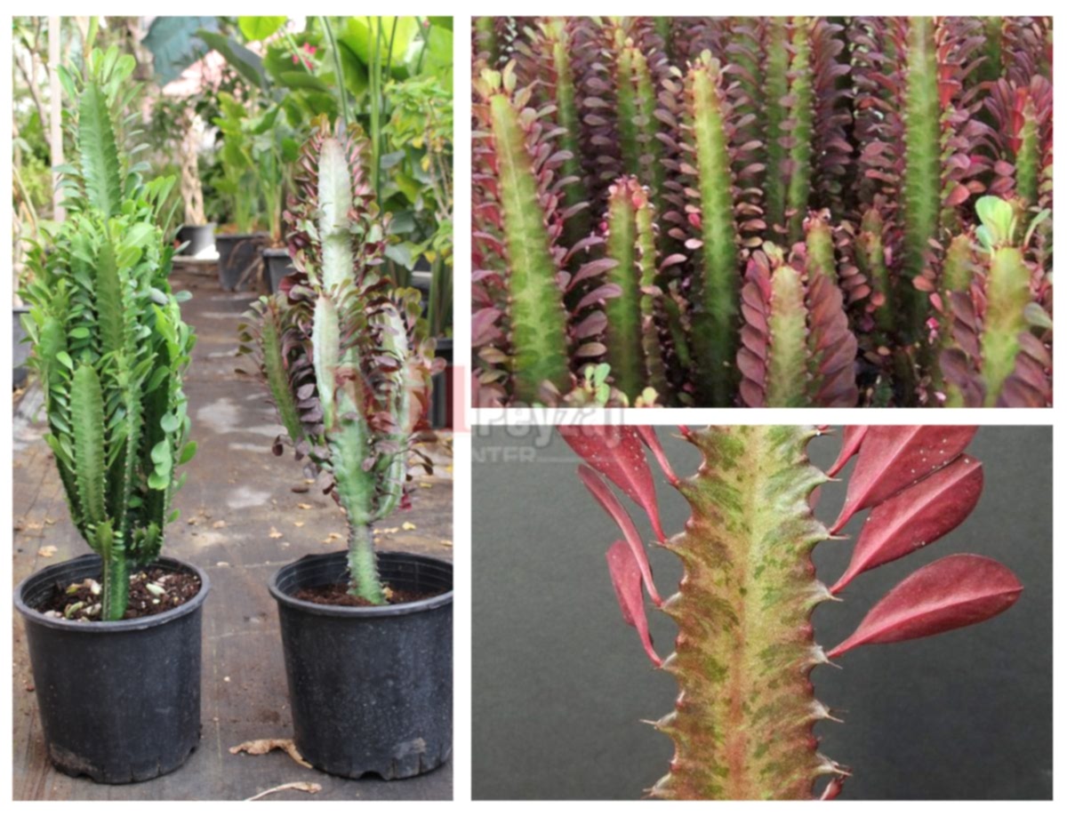 Euphorbia trigona rubra / Kırmızı Süt Ağacı