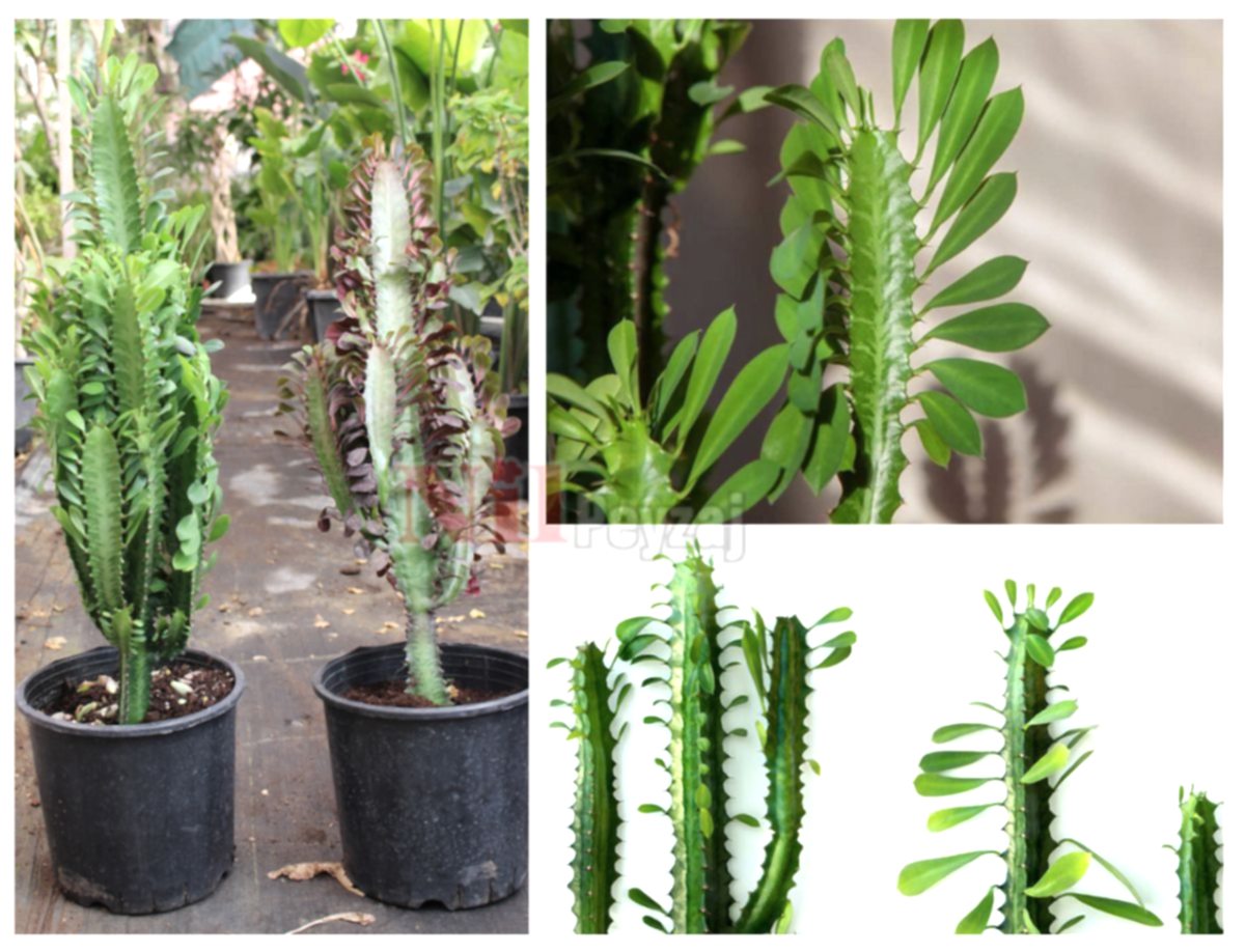 Euphorbia trigona / Süt Ağacı