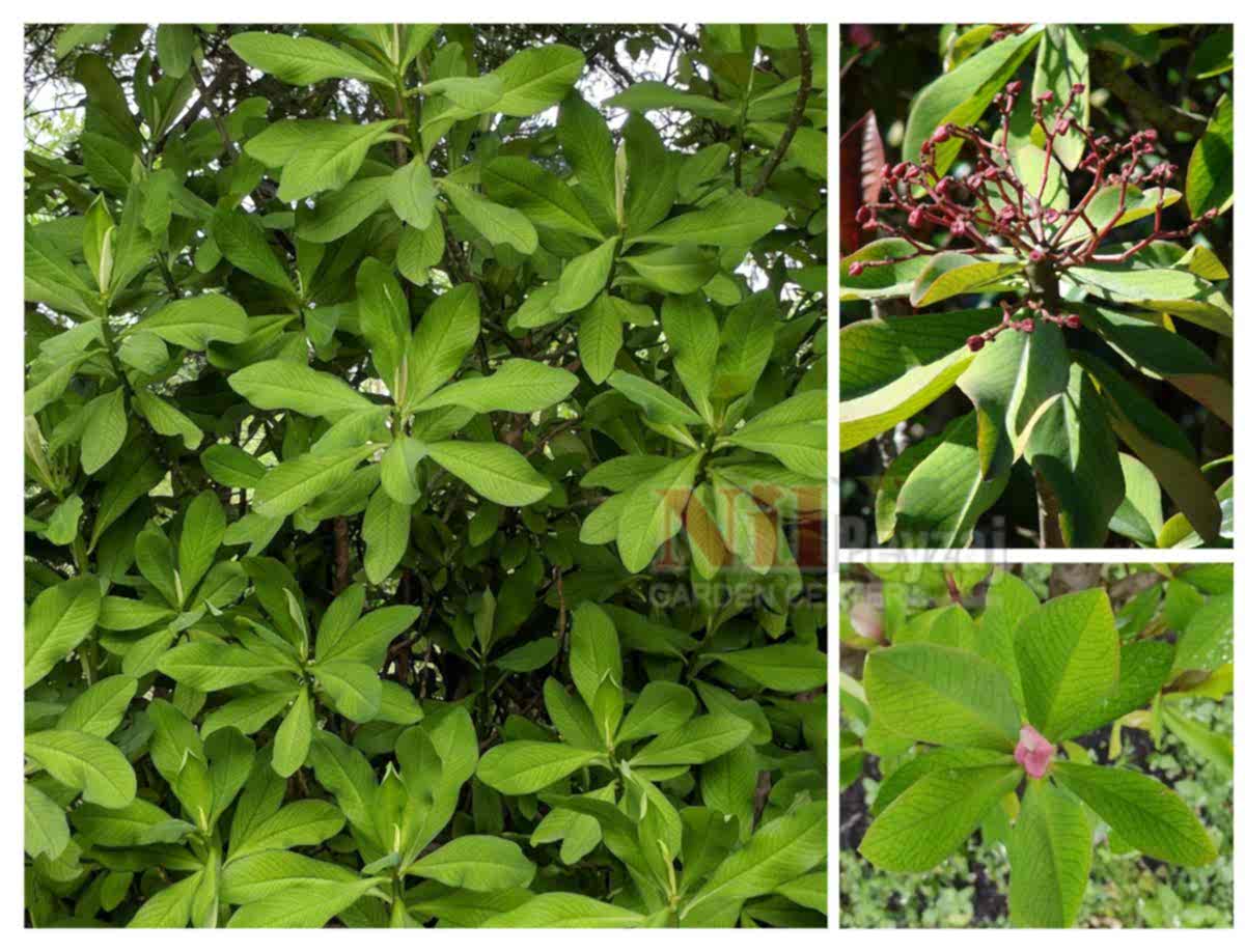 Euphorbia umbellata