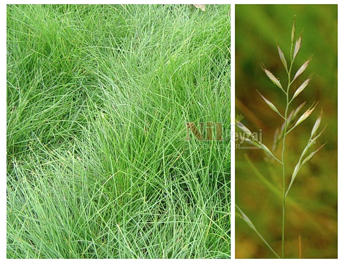 Festuca rubra / Öbekli Kırmızı Yumak