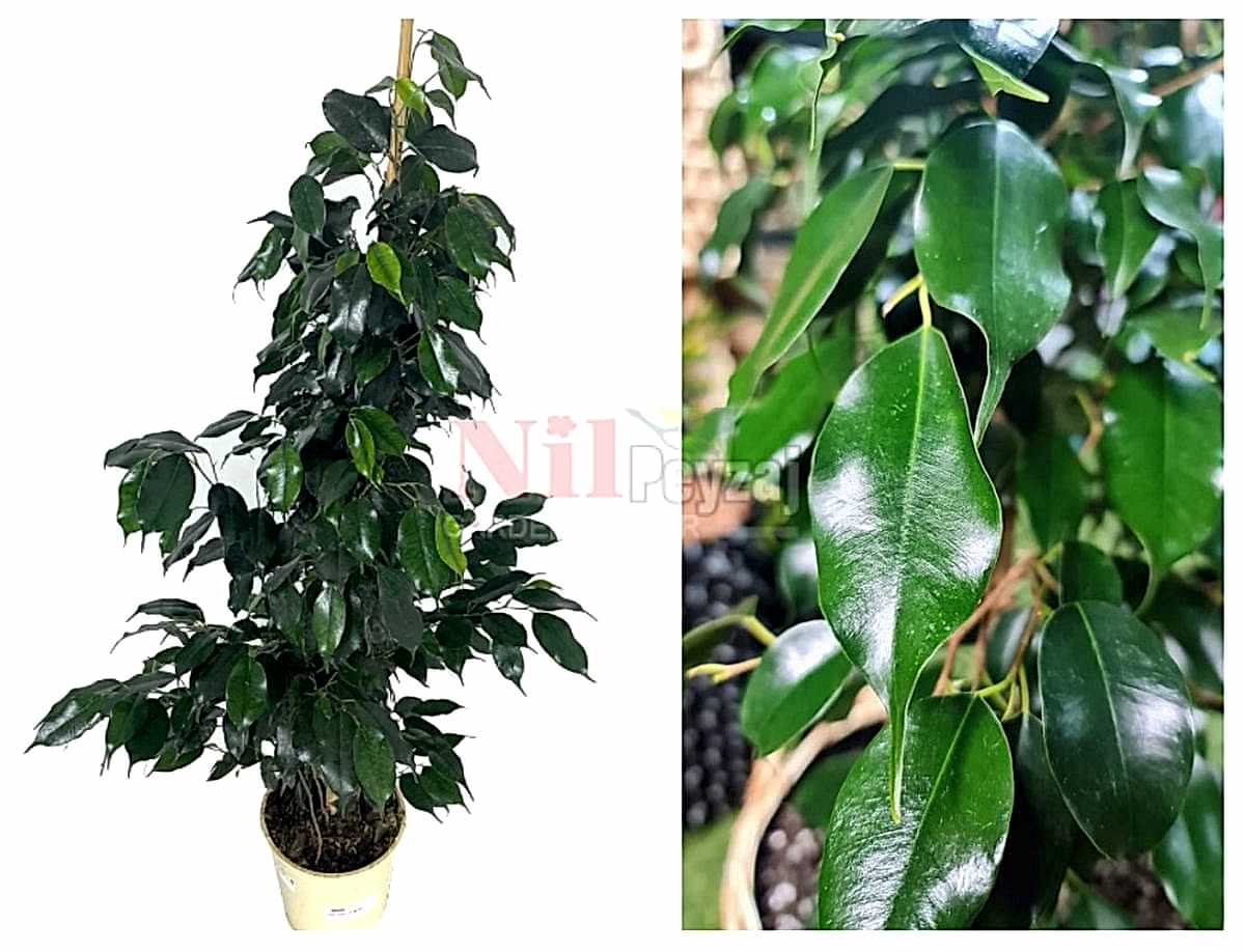 Ficus benjamin ‘Danielle’