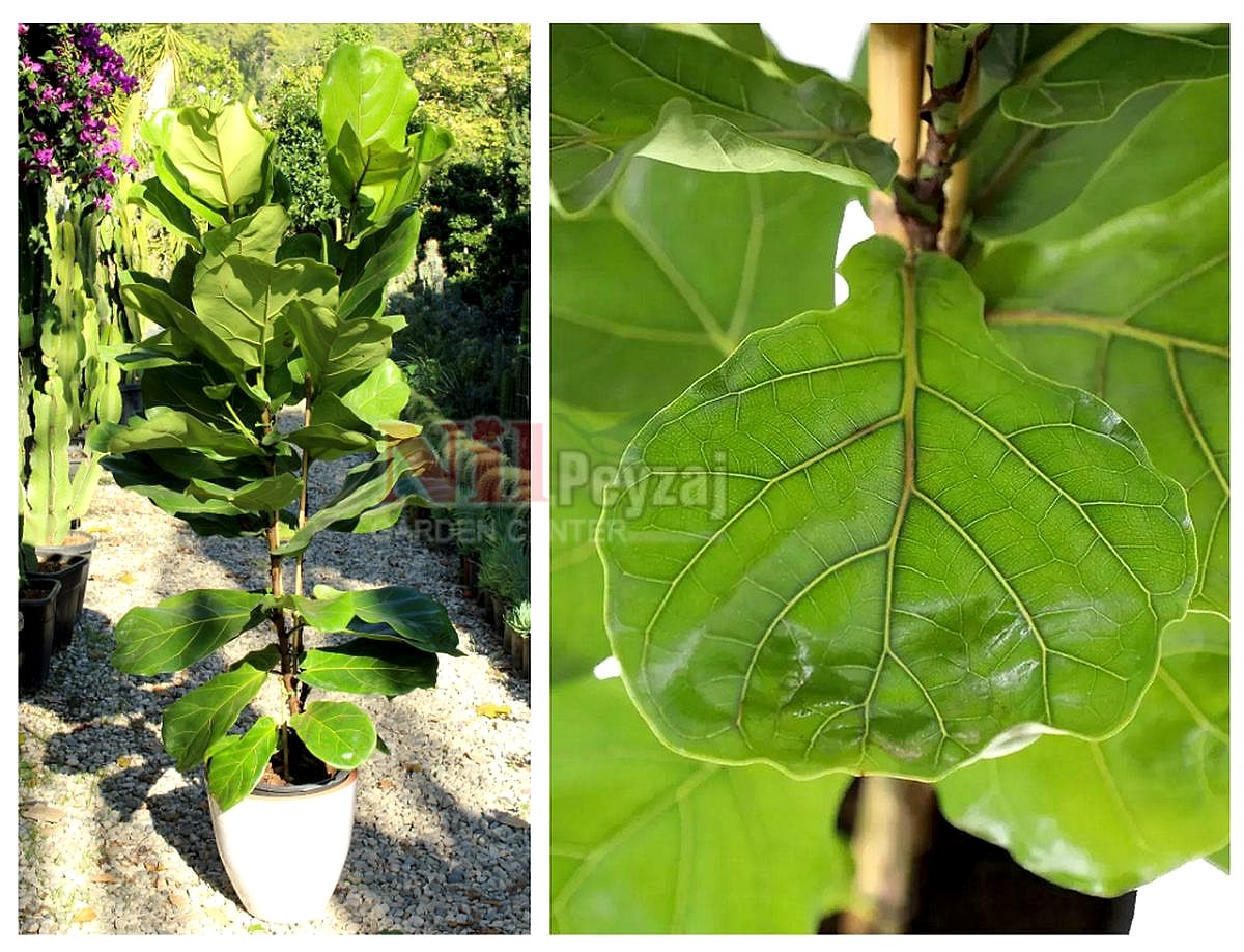 Ficus lyrata / Keman Yapraklı Kauçuk