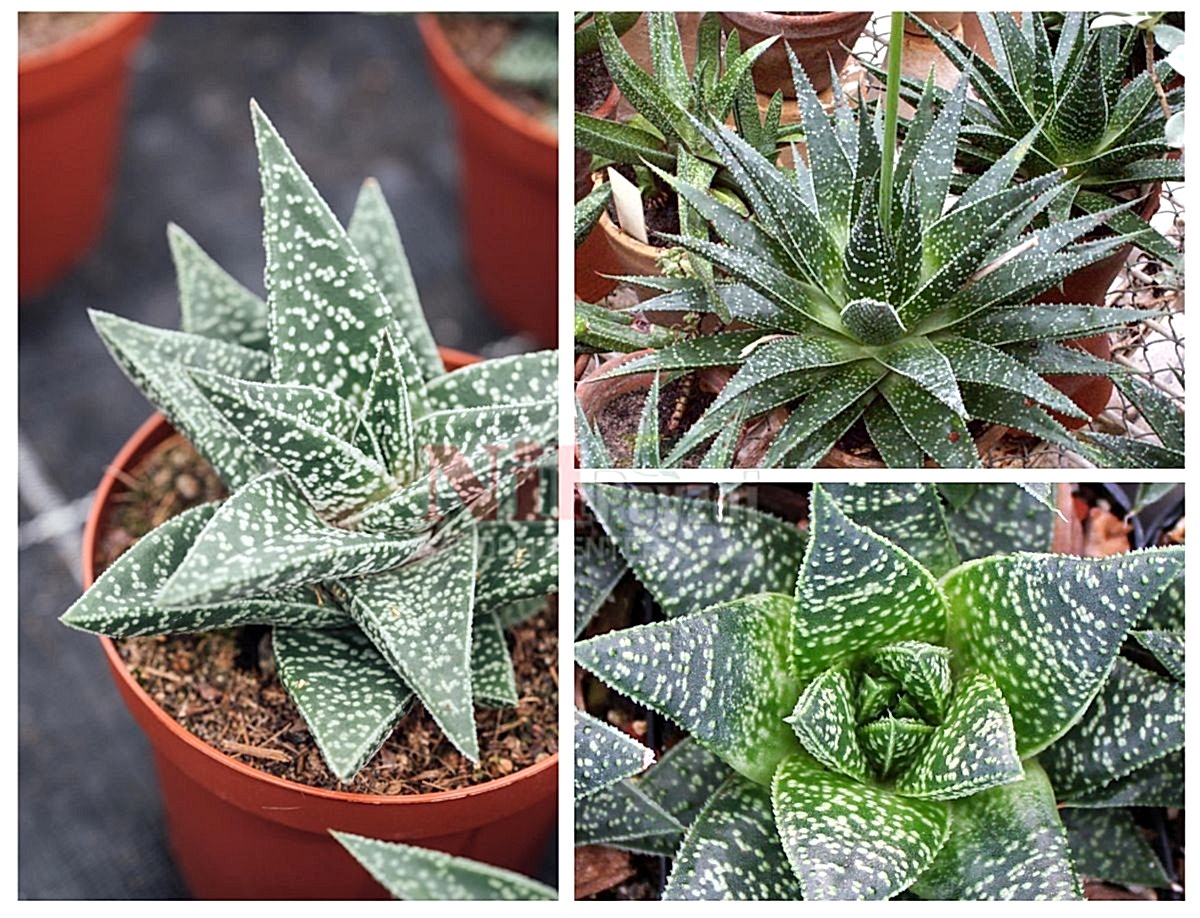 Gasteraloe