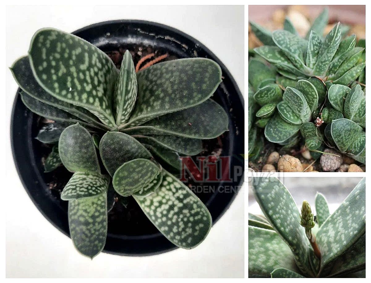 Gasteria gracilis