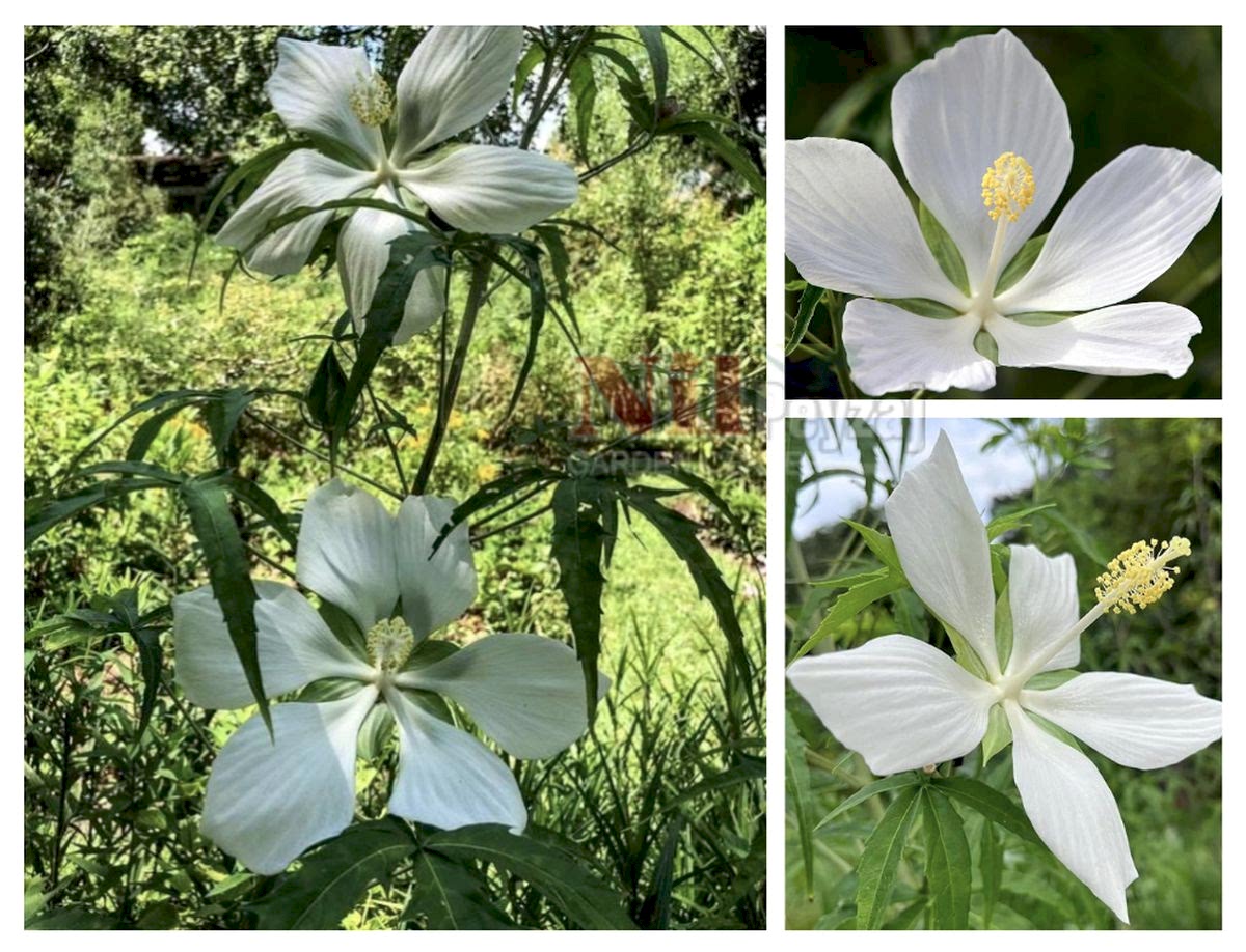 Hibiscus coccineus ‘Alba’ / Soğuğa Dayanıklı Beyaz Çin Gülü