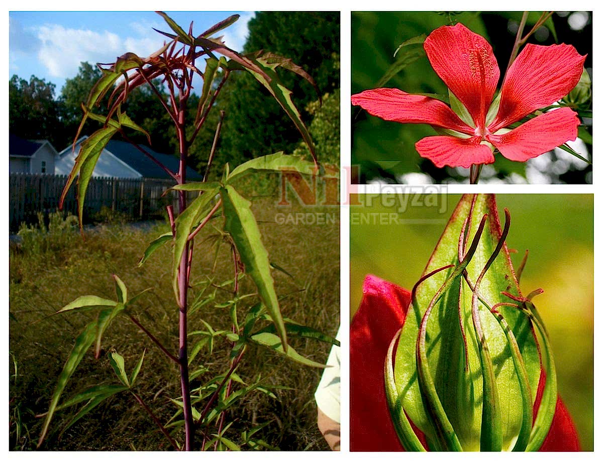 Hibiscus coccineus / Soğuğa Dayanıklı Kırmızı Çin Gülü