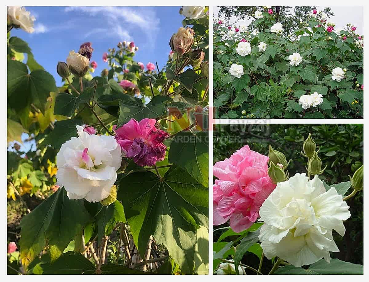 Hibiscus mutabilis / Yol Hatmi