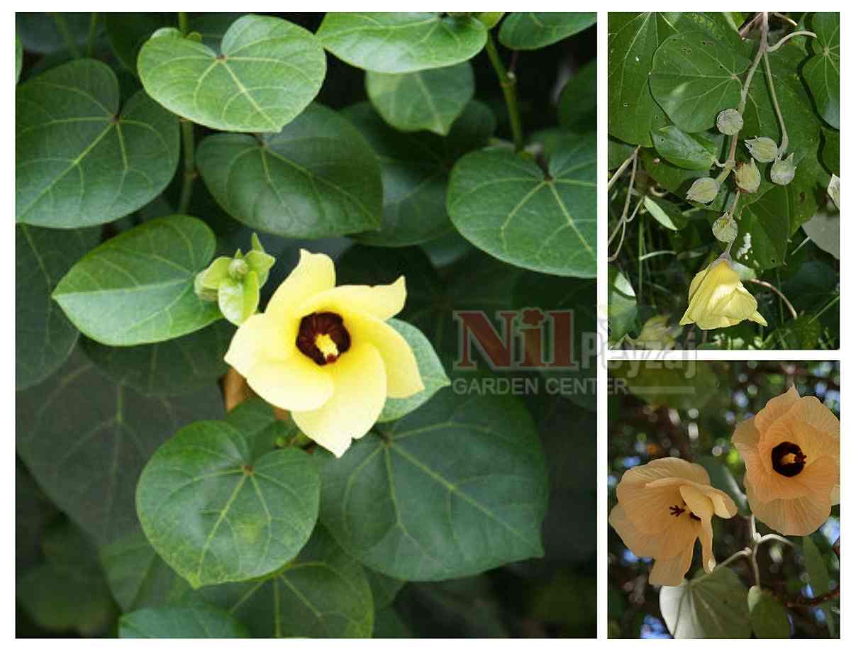 Hibiscus tiliaceus