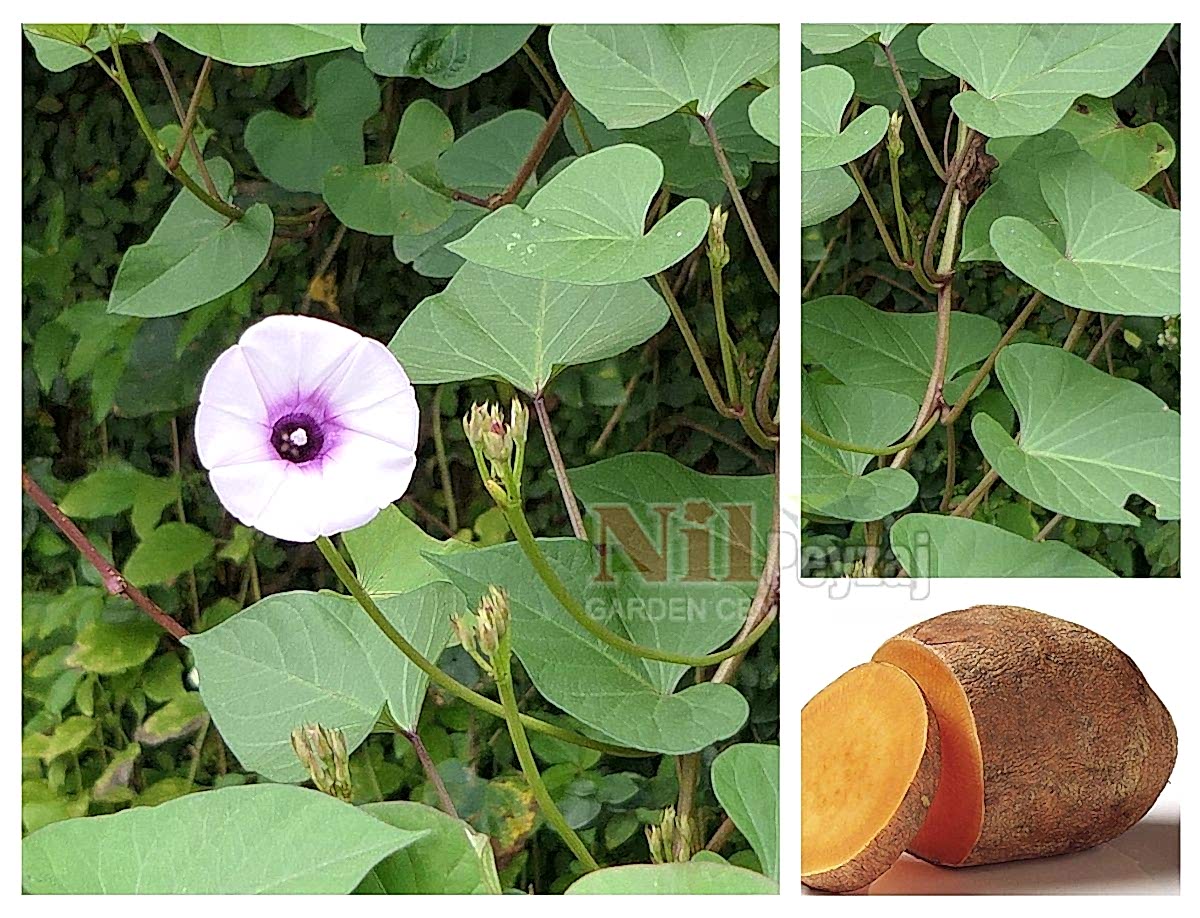 Ipomoea batatas / Tatlı Patates