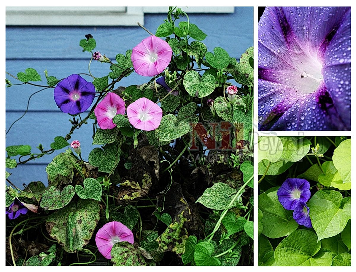 Ipomoea purpurea / Kahkaha Çiçeği