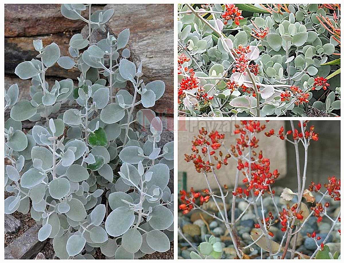 Kalanchoe bracteata / Gümüş Çay Kaşığı