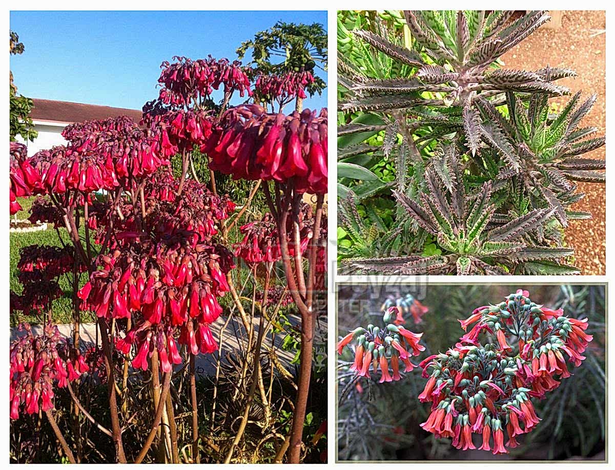 Kalanchoe serrata