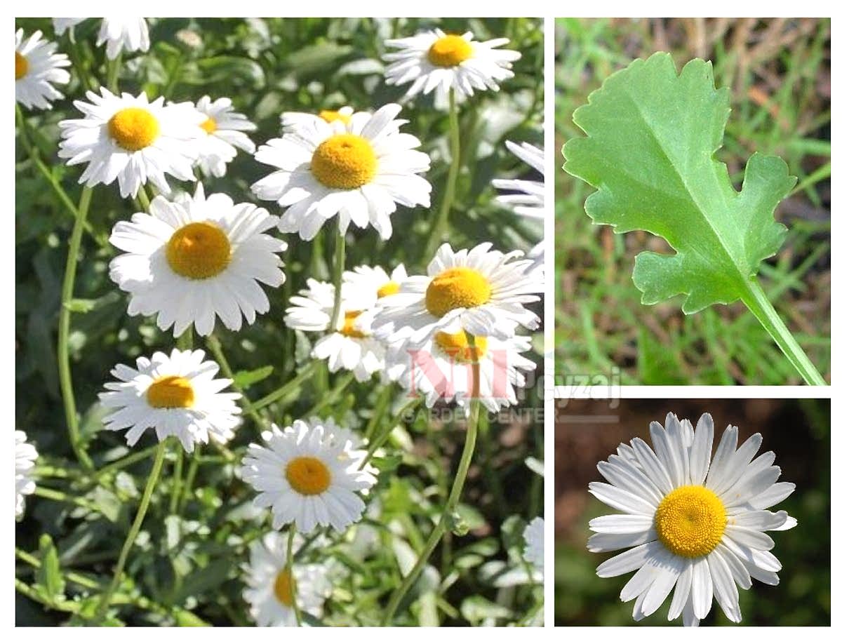 Leucanthemum vulgare / Beyaz Ay Papatyası