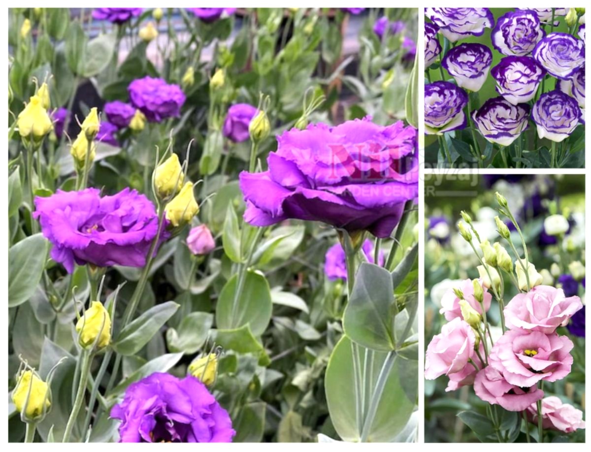 Eustoma russellianum / Lisianthus