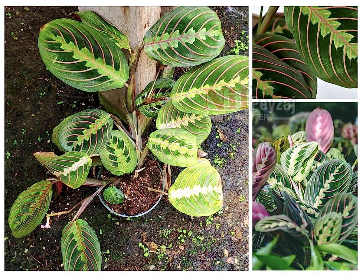 Calathea-Marantha / Dua Çiçeği