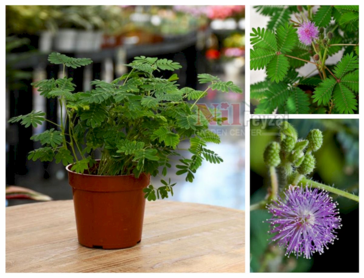 Mimosa Pudica / Küstüm Otu