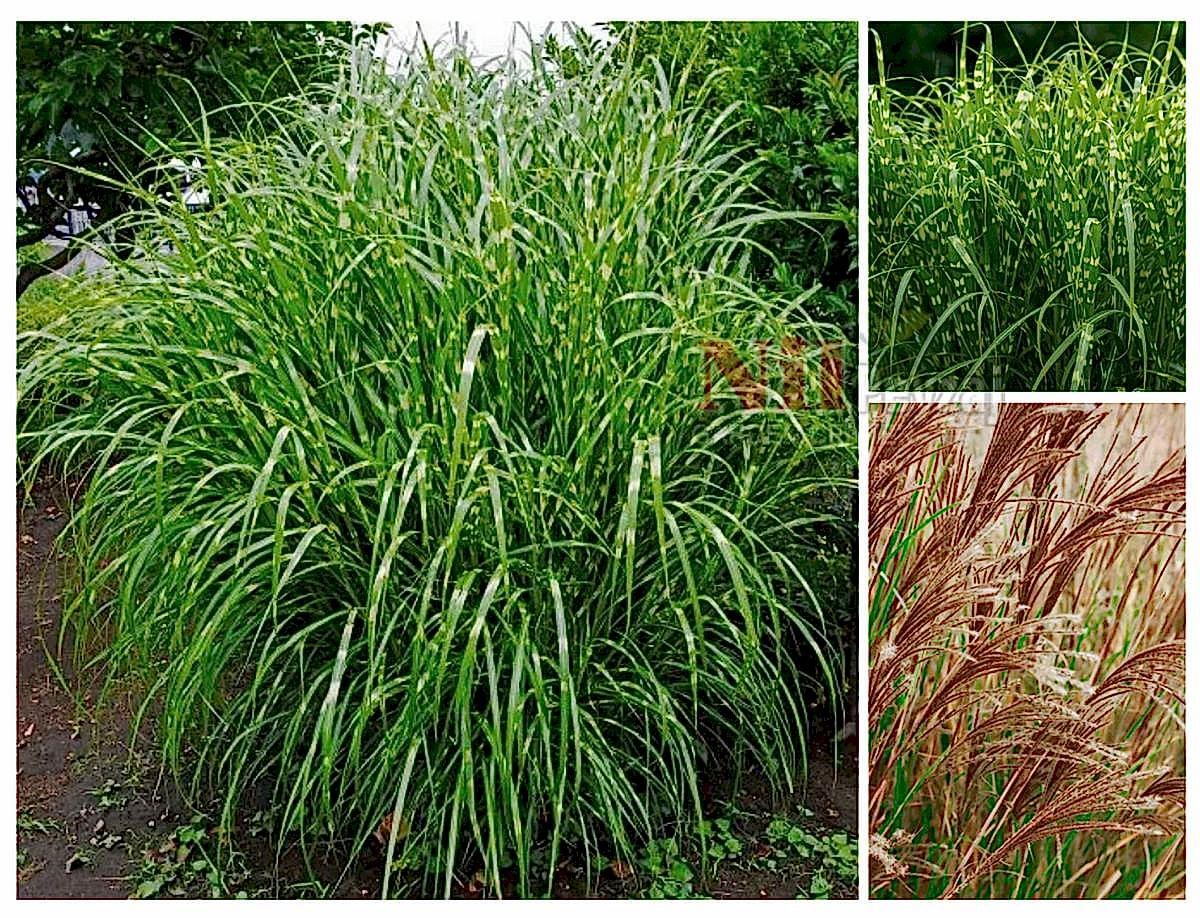 Miscanthus sinensis ‘Zebrinus’ / Çizgili Kılıç Otu