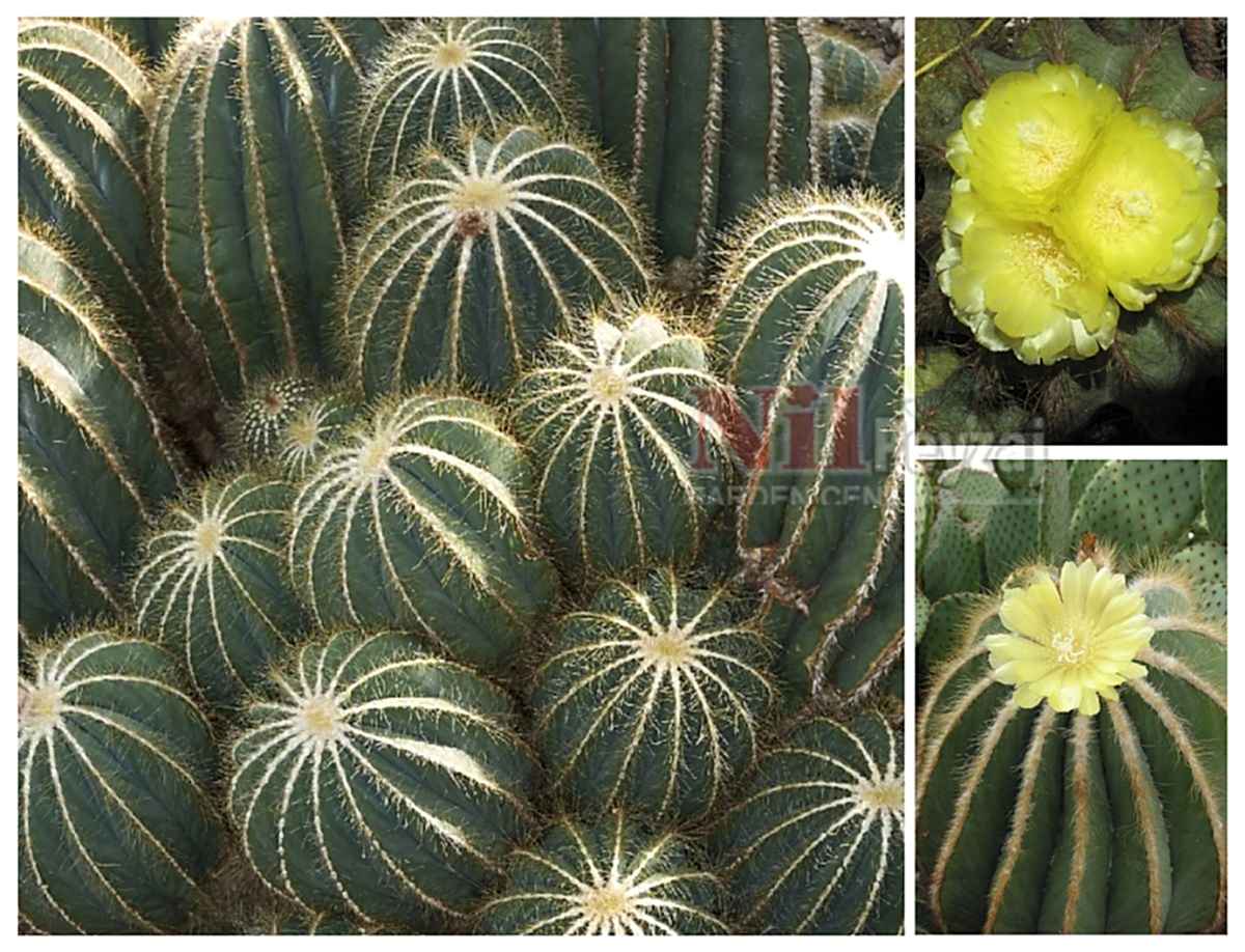 Notocactus magnificus