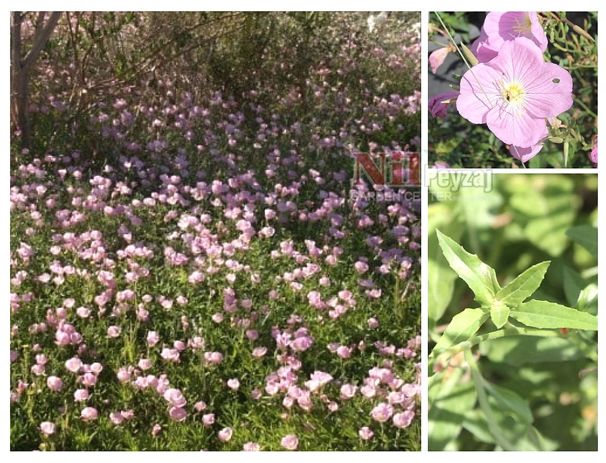 Oenothera Speciosa / Ezan Çiçeği