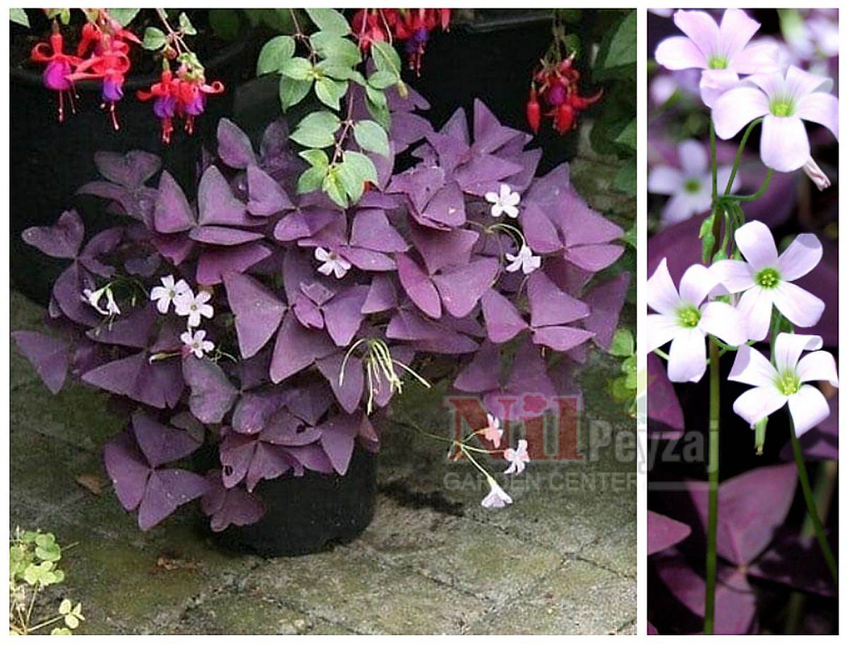 Oxalis triangularis / Kırmızı Süs Yoncası