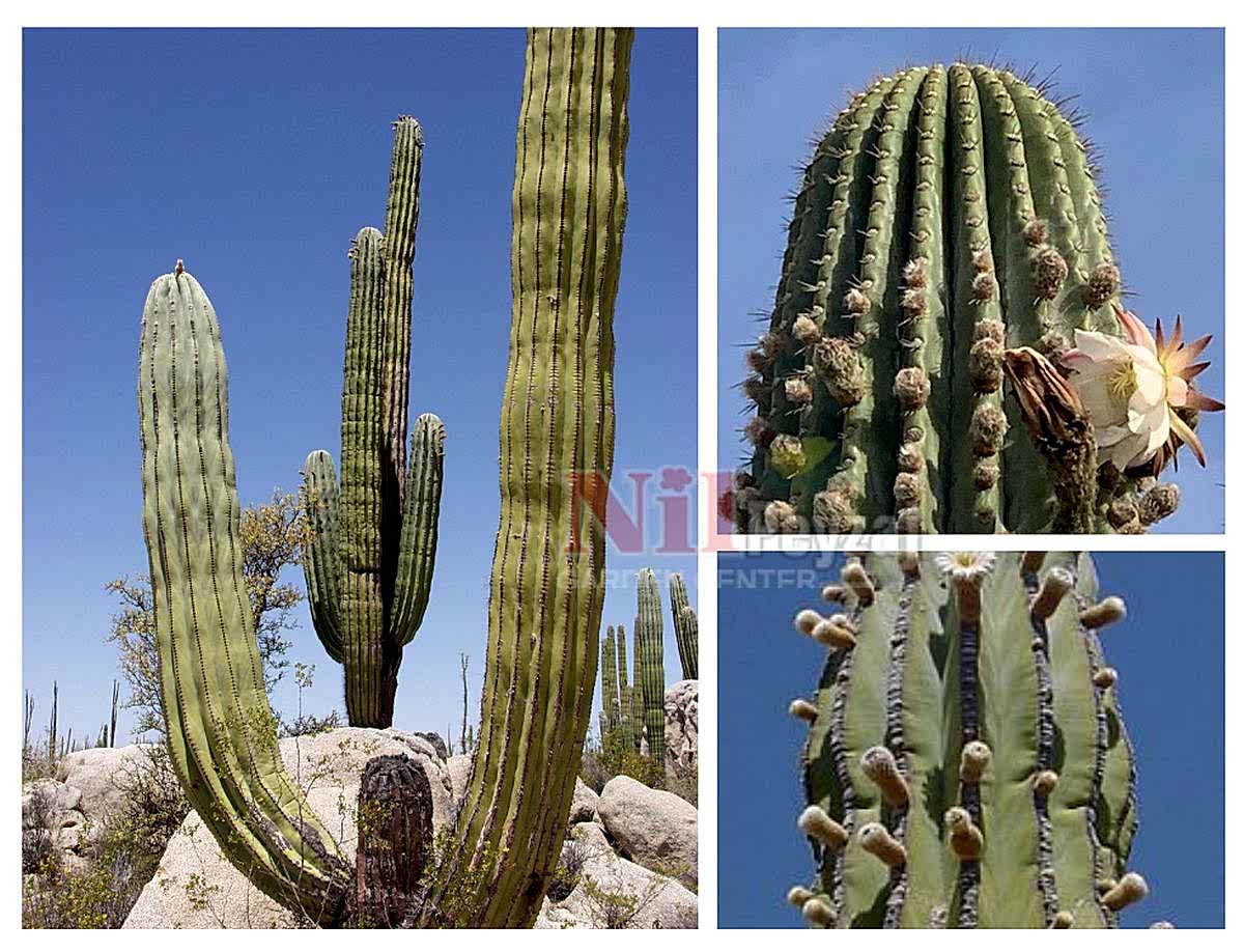 Pachycereus pringlei